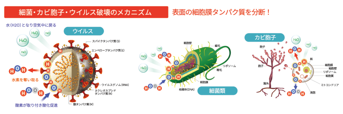 細菌・カビ胞子・ウイルス破壊のメカニズム